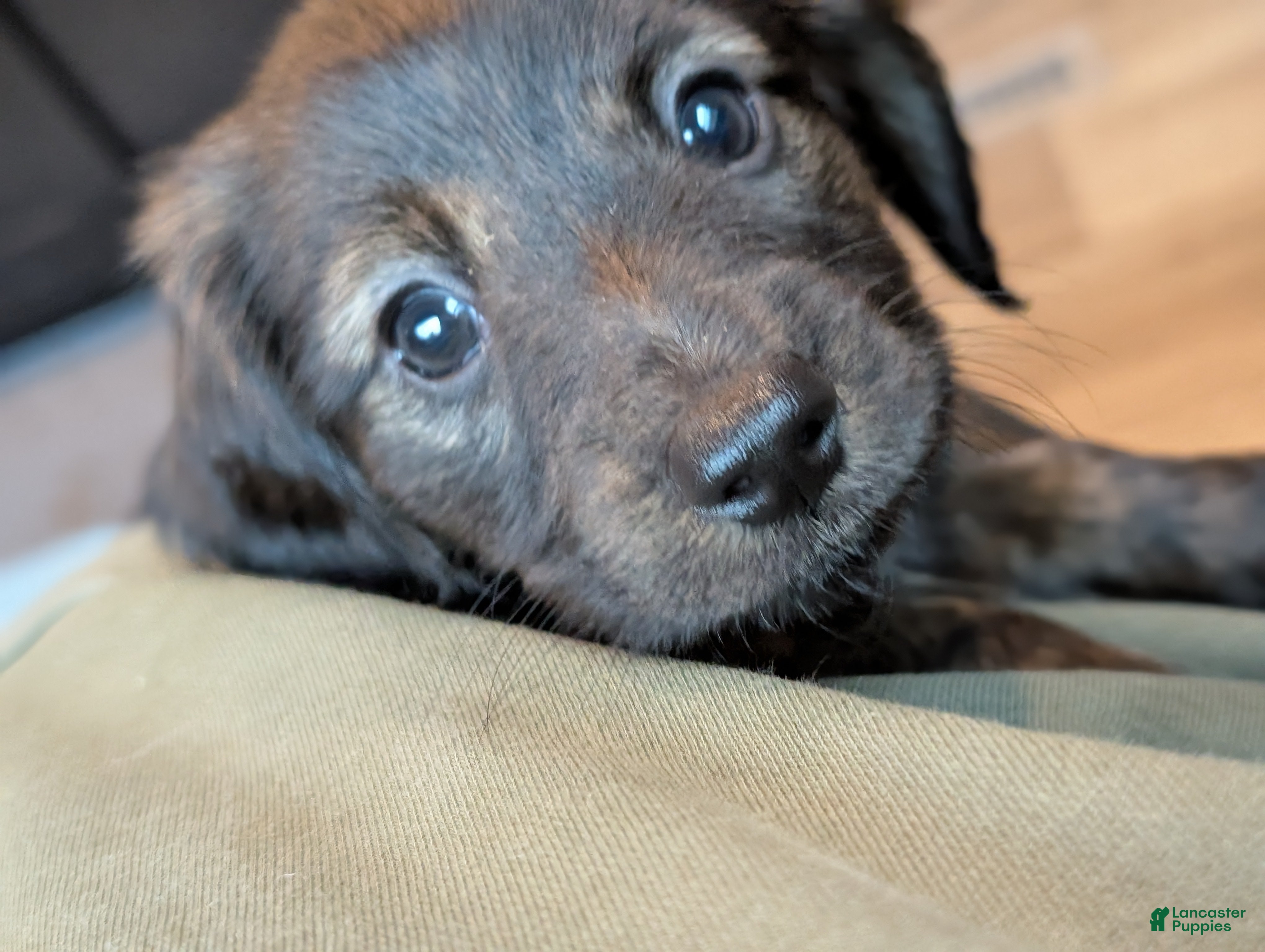 Miniature Dachshund dogs Po - Ad 1