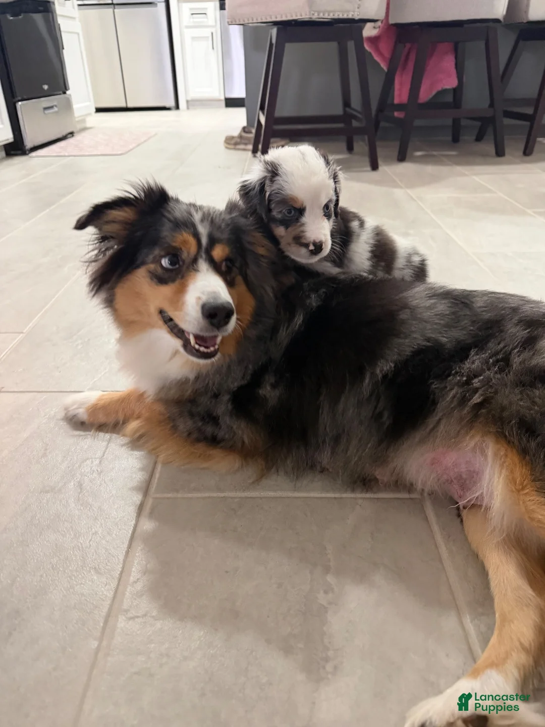 Miniature Australian Shepherd dogs for sale: Rip  - Ad 6