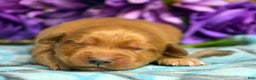 Golden Retriever dogs for sale: Golden Retriever Puppy 4 Grant - Ad 2