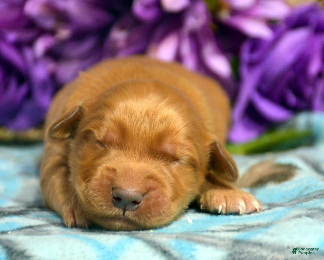 Golden Retriever dogs for sale: Golden Retriever Puppy 4 Grant - Ad 2