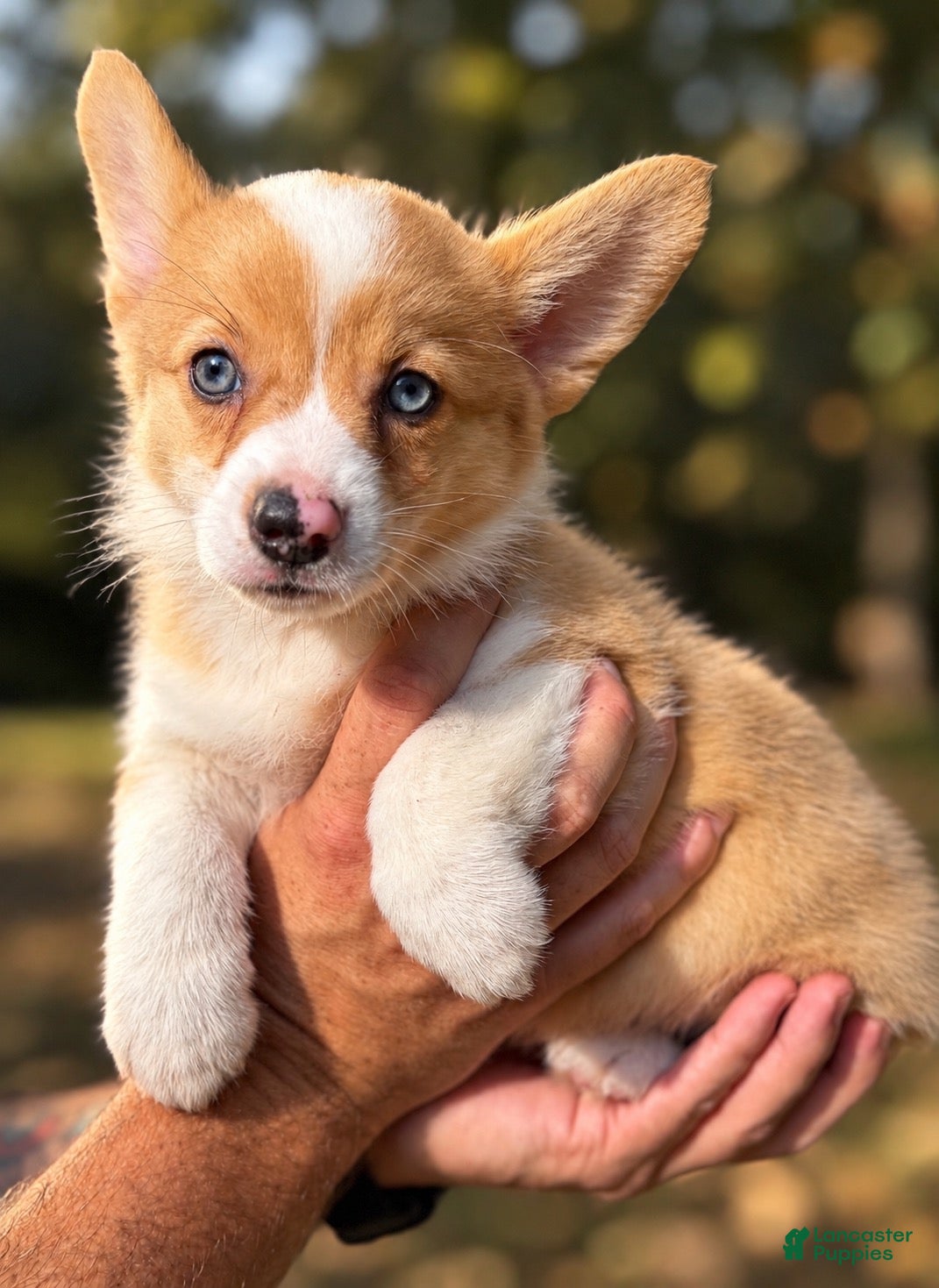 Mixed Breed dogs for sale: Pumpkin 🎃  - Ad 1