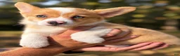 Mixed Breed dogs for sale: Pumpkin 🎃  - Ad 1