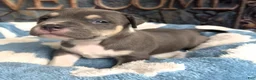 American Bully dogs for sale: "MICHAEL JACKSON" / BLUE TRI COLOR - Ad 4
