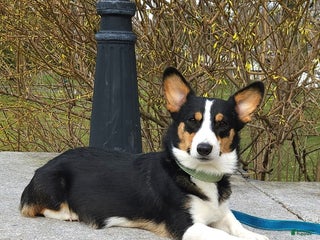 Welsh Corgi Pembroke dogs - Ad 12