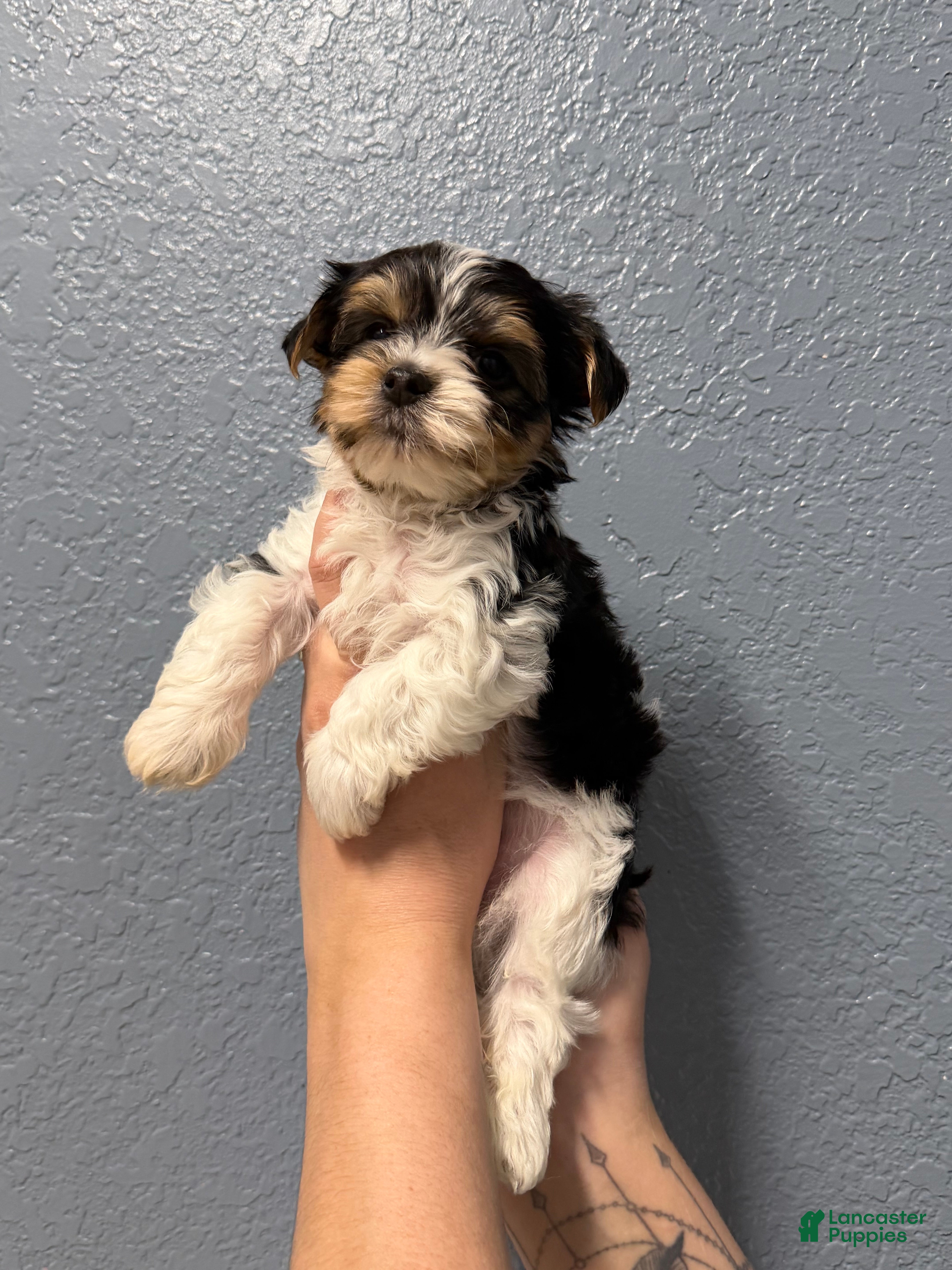 Yorkshire Terrier dogs Rex - Ad 11