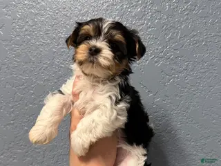 Yorkshire Terrier dogs Rex - Ad 2