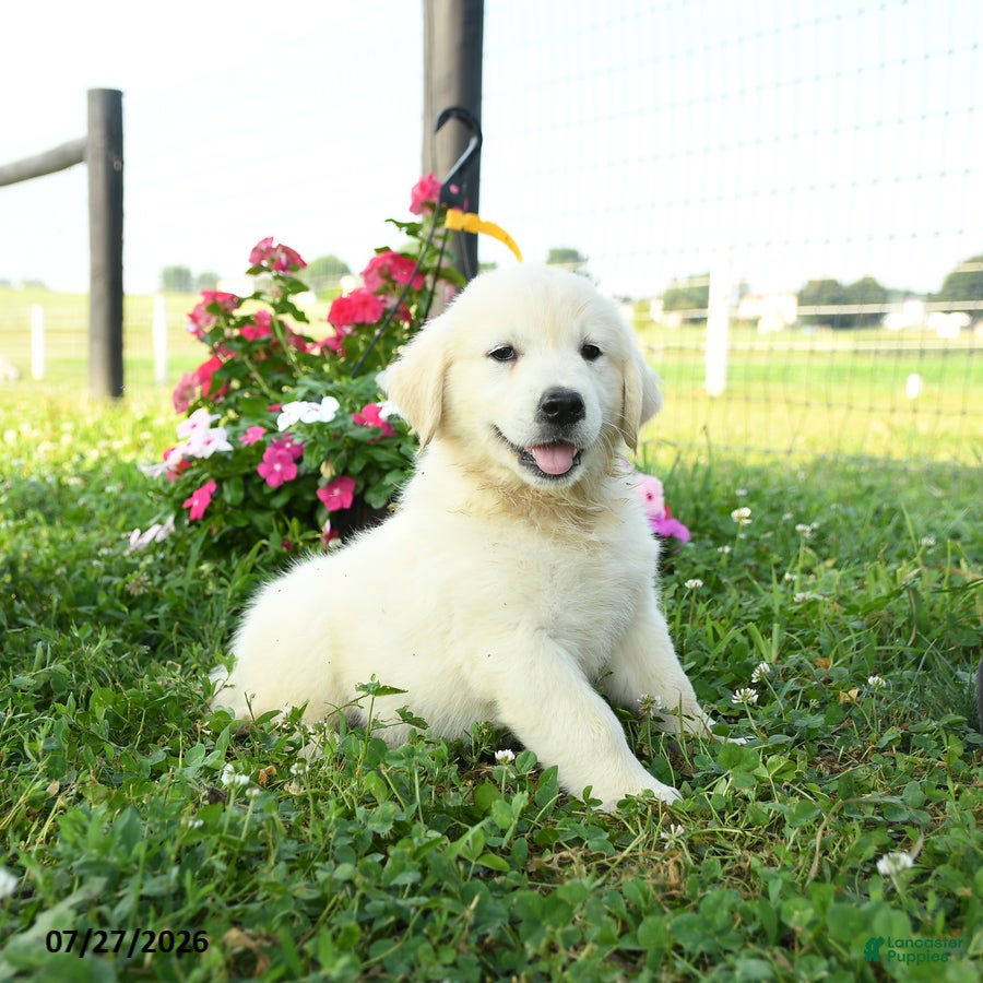 Golden Retriever dogs Aspen - Ad 2