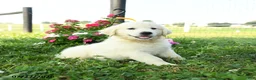 Golden Retriever dogs for sale: Aspen - Ad 2