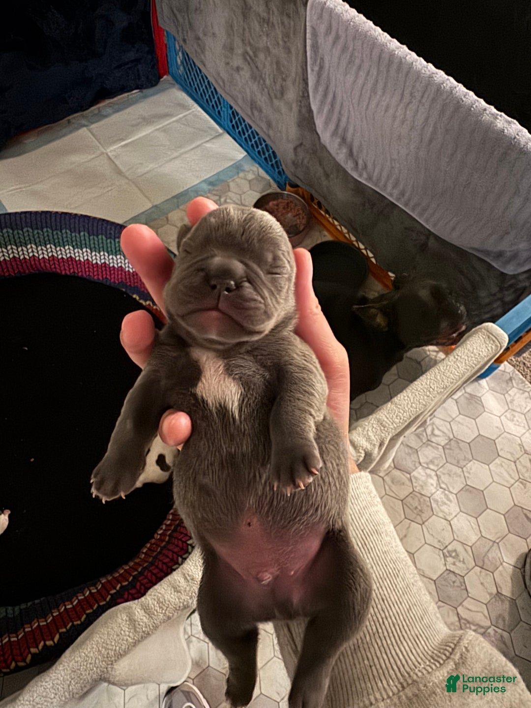 French Bulldog dogs for sale: Maximus - Ad 2