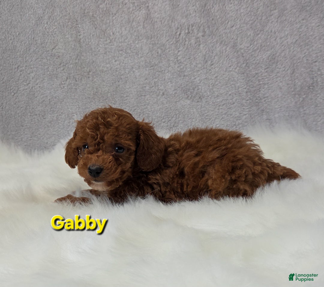Miniature Poodle dogs for sale: Gabby - Ad 3