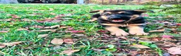 German Shepherd dogs for sale: Navy - Ad 3