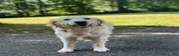 Golden Retriever dogs for sale: Golden Retriever 2 - Ad 4