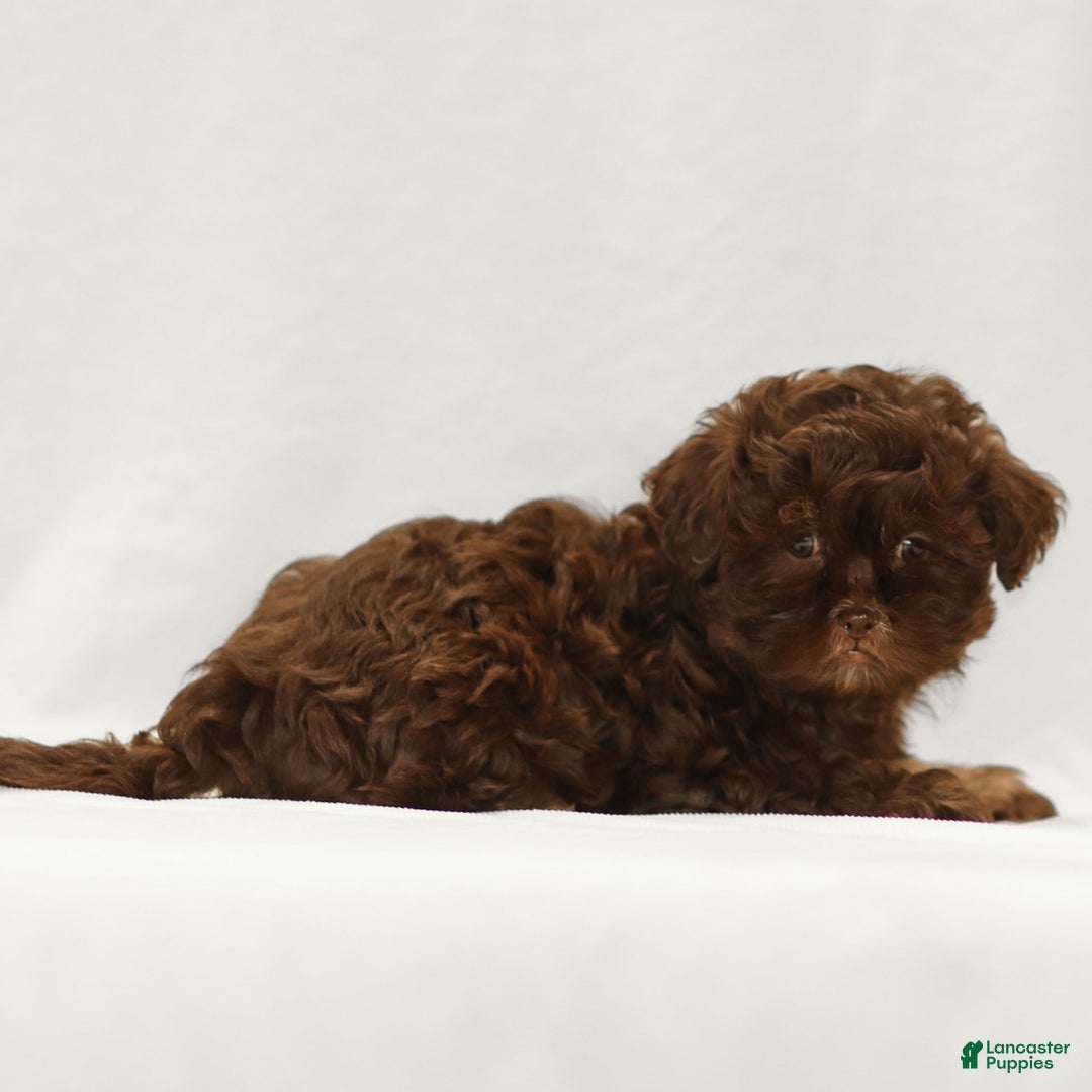 Teddy Bear dogs for sale: Buddy - Ad 2
