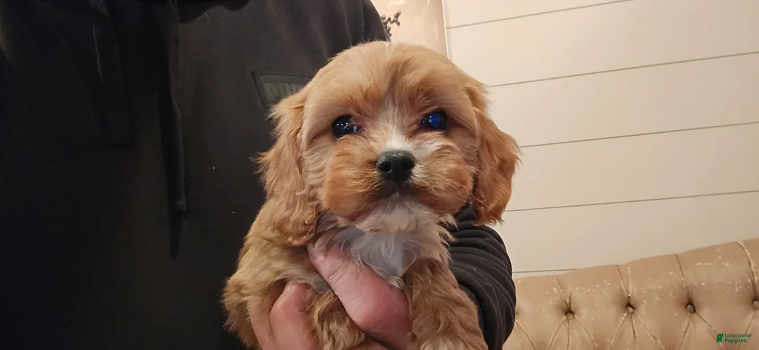 Cavapoo dogs for sale: Wes - Ad 2
