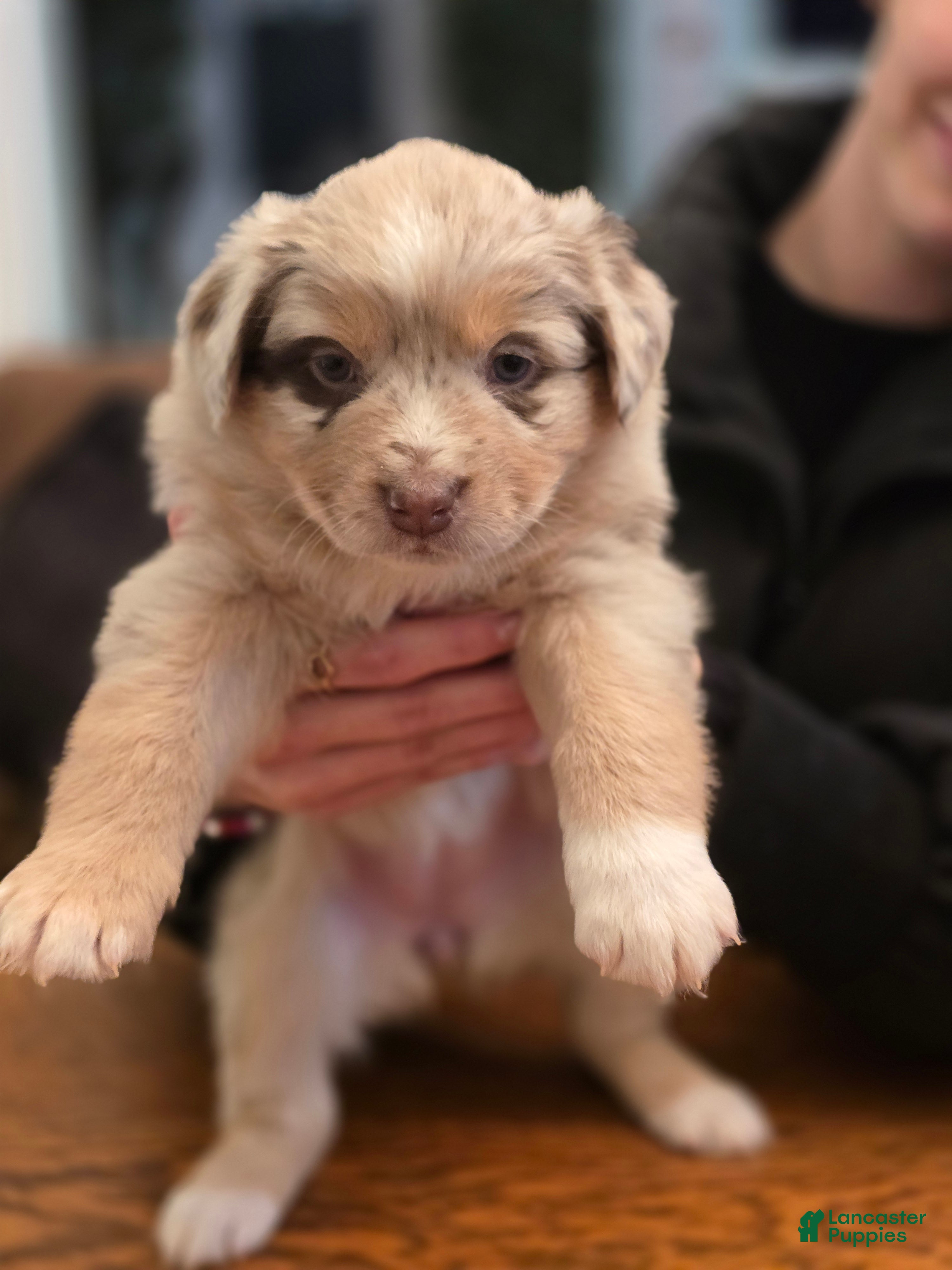 Australian Shepherd dogs for sale: Australian Shepherd Puppy 6 - Ad 2
