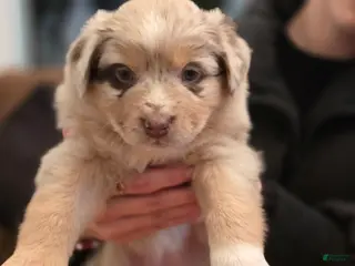 Australian Shepherd dogs for sale: Australian Shepherd Puppy 6 - Ad 2