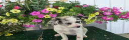 Chihuahua dogs for sale: Beauty  - Ad 6