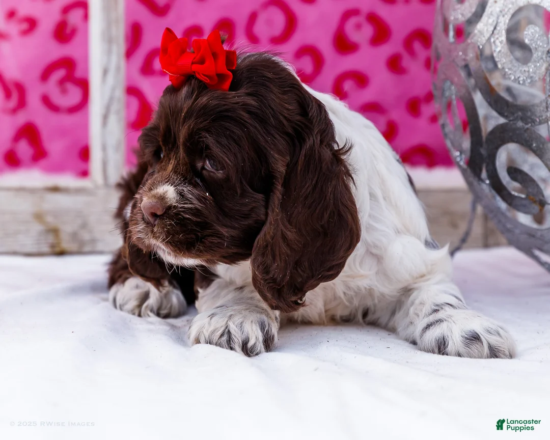 Cocker Spaniel dogs for sale: Whitney - Ad 3