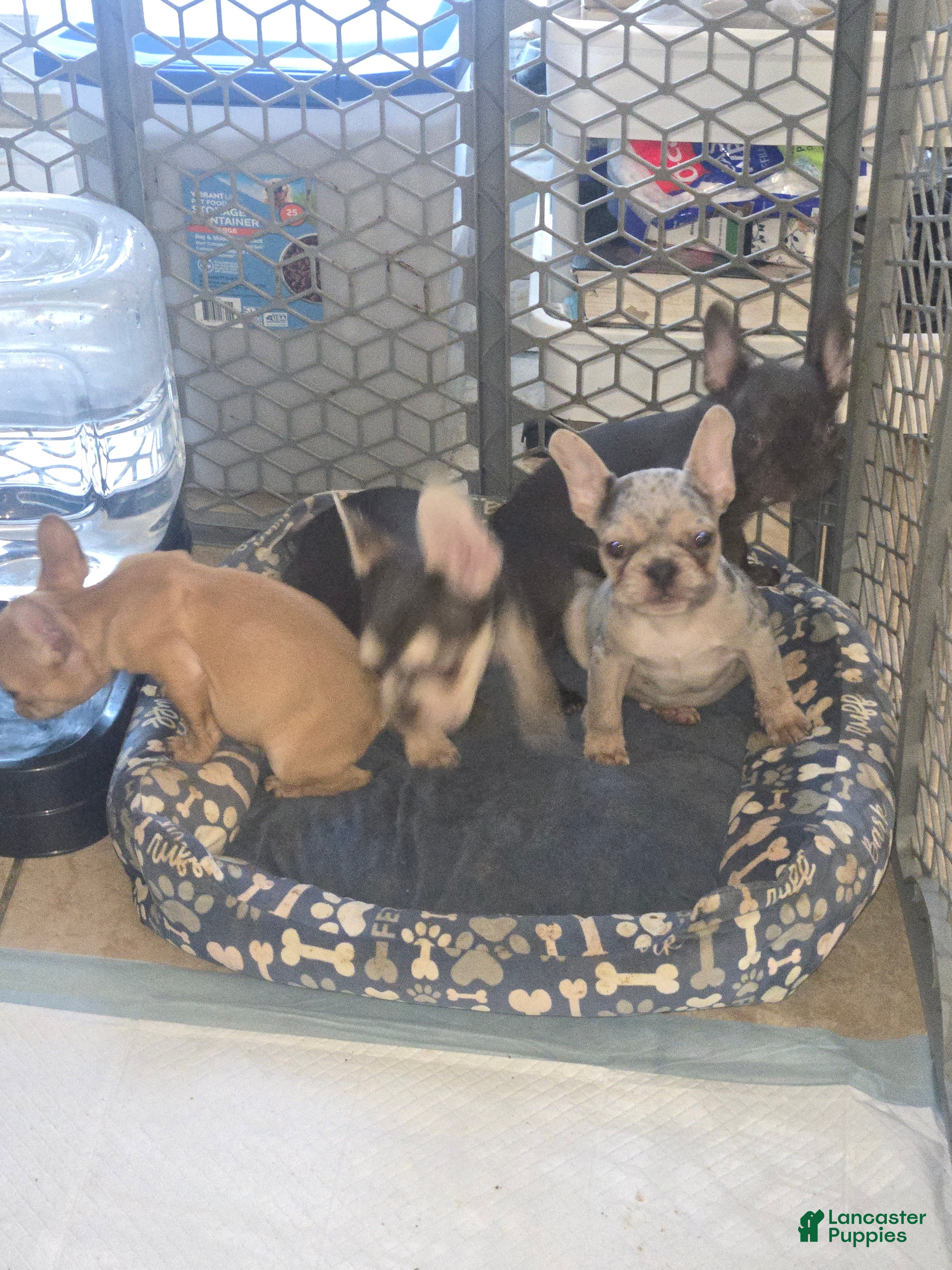 French Bulldog dogs French Bulldog 1 - Ad 2