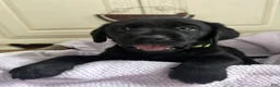 Labrador Retriever dogs for sale: Labrador Retriever Green - Ad 4