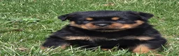 Rottweiler dogs for sale: Miss Bonny - Ad 1