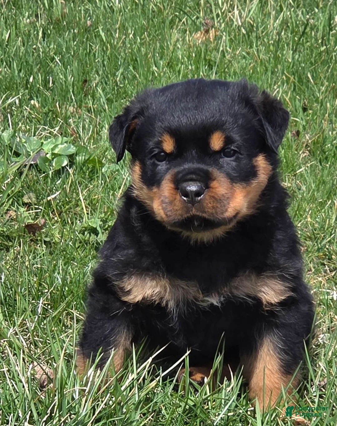 Rottweiler dogs for sale: Miss Bonny - Ad 1