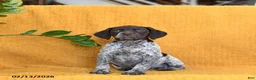 German Shorthaired Pointer dogs for sale: Bunny - Ad 5