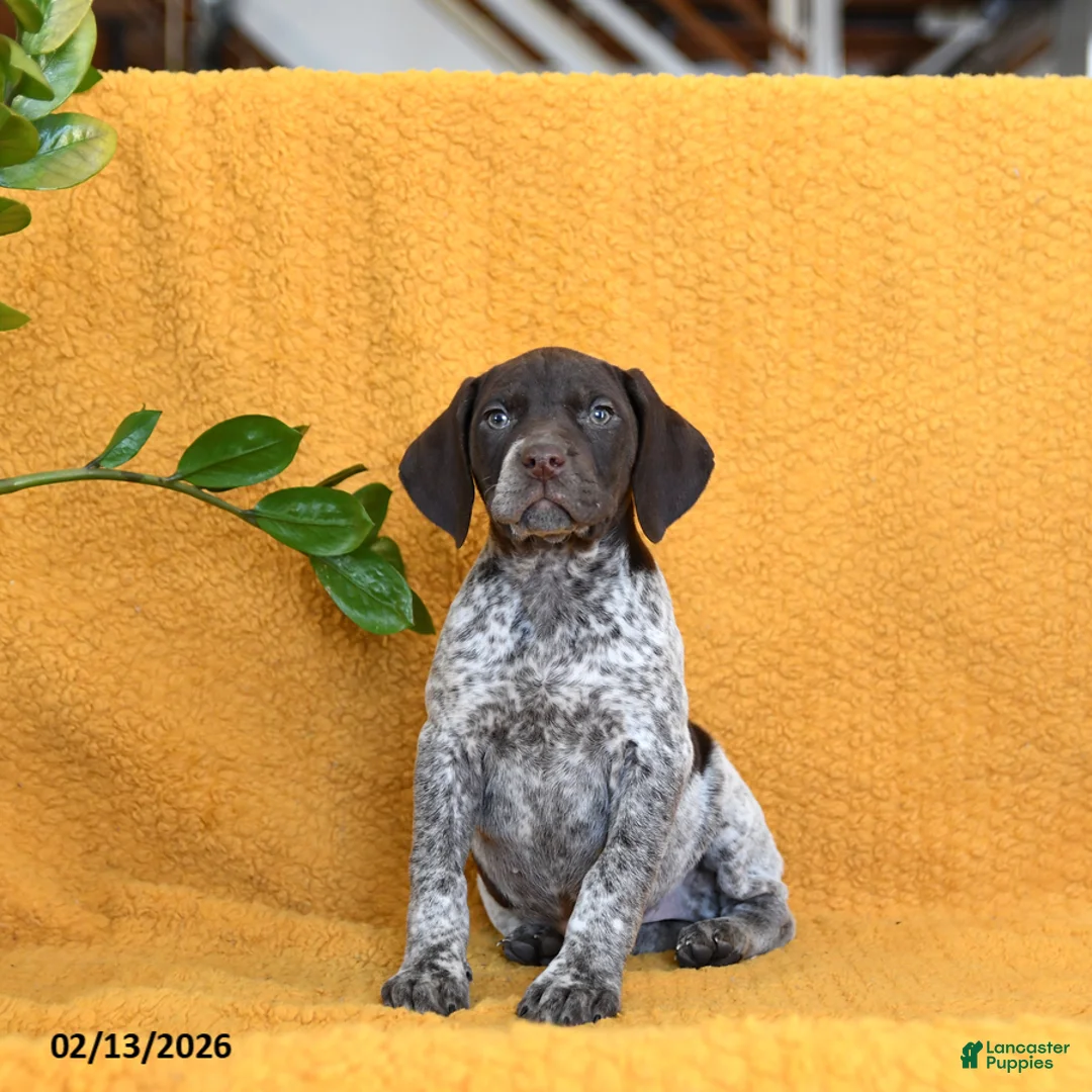 German Shorthaired Pointer dogs for sale: Bunny - Ad 5
