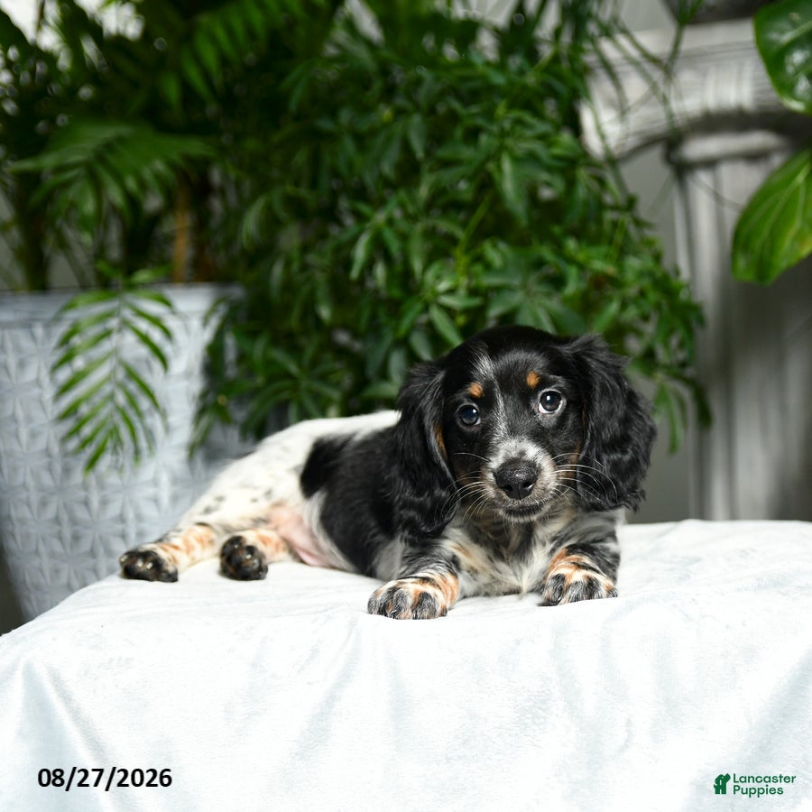 Miniature Dachshund dogs Adams - Ad 1