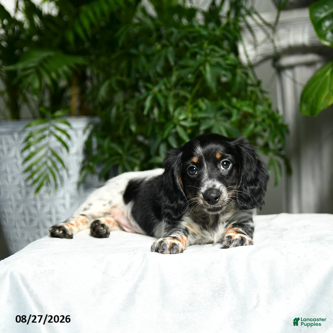 Miniature Dachshund dogs for sale: Adams - Ad 1