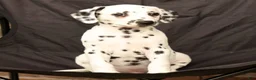 Dalmatian dogs for sale: Ike - Ad 8
