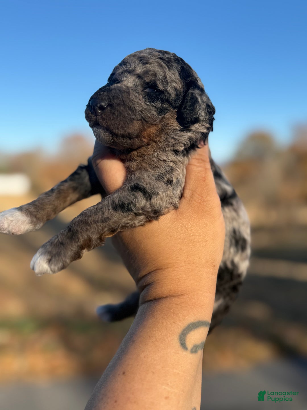 Standard Poodle dogs for sale: Birch - Ad 10