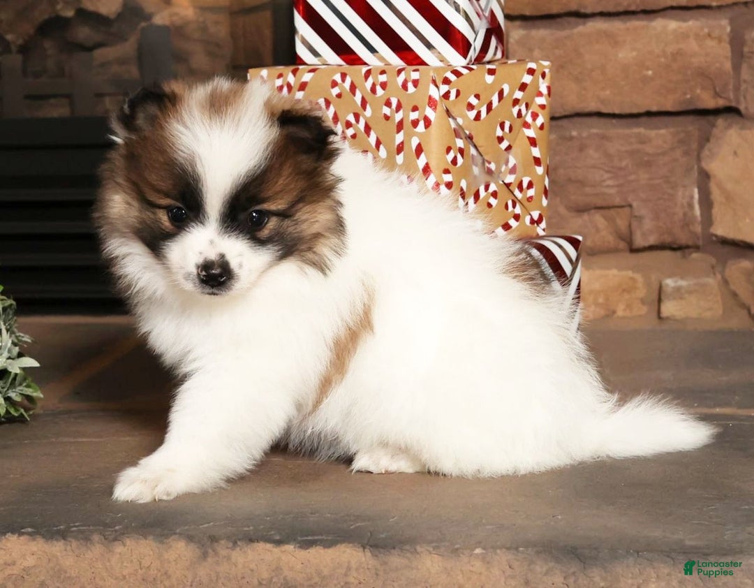 Pomeranian dogs for sale: Puddles - Ad 8