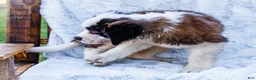 Saint Bernard dogs for sale: Smarty - Ad 3