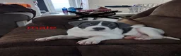 Mixed Breed dogs for sale: Mixed Breed Puppy 1 - Ad 4