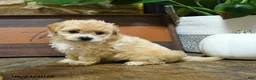Maltipoo dogs for sale: Xavier - Ad 3