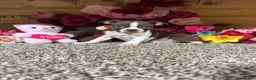 Boston Terrier dogs for sale: Boston Terrier 3 - Ad 3