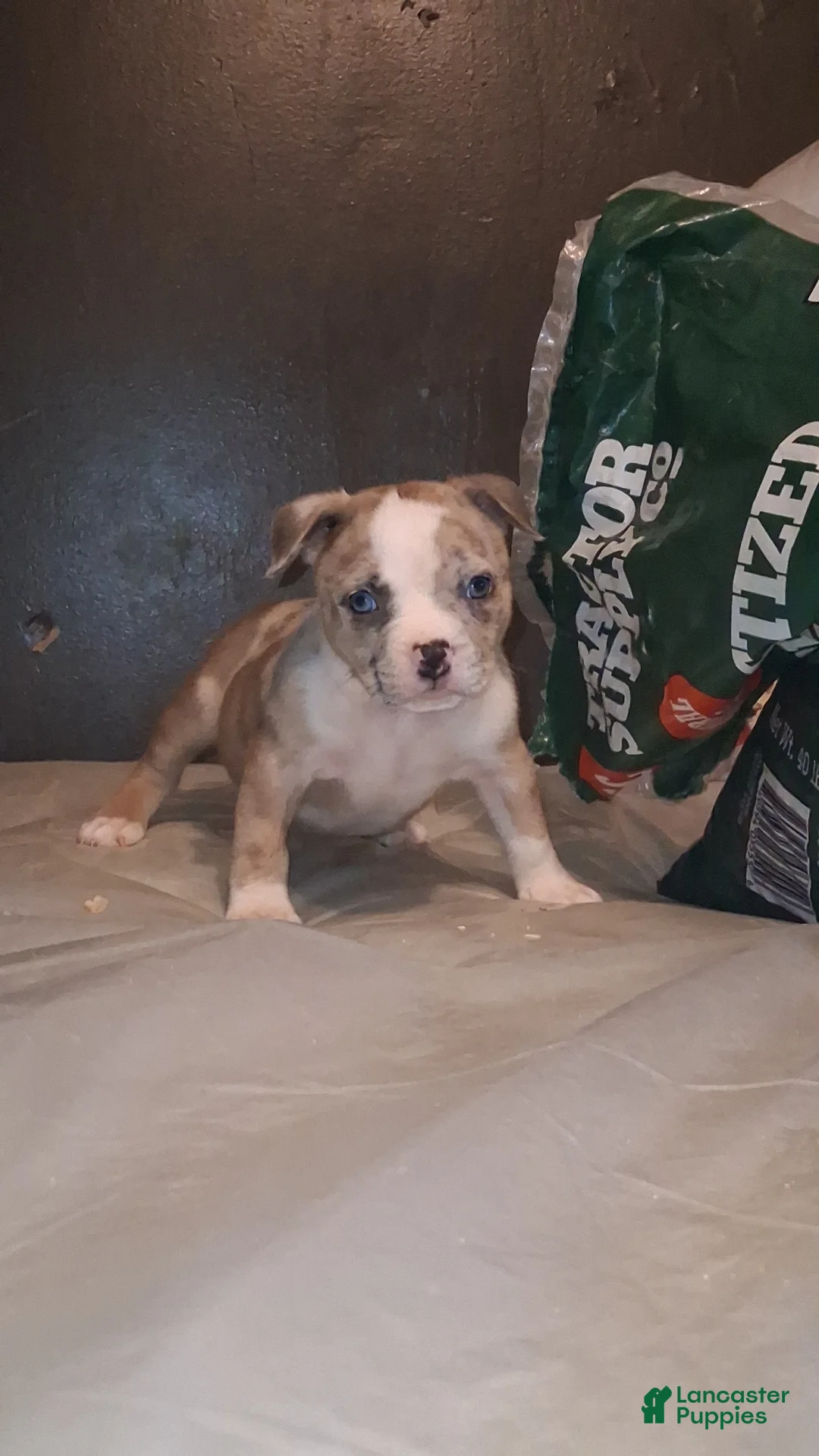 American Bully dogs for sale: American Bully 1 - Ad 2