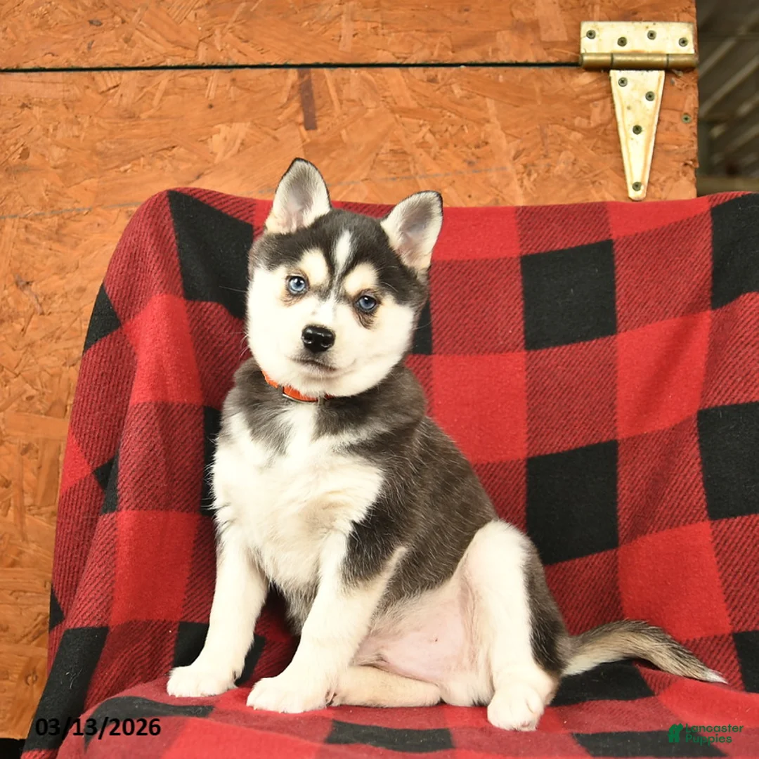 Alaskan Klee Kai dogs for sale: Raven  - Ad 1