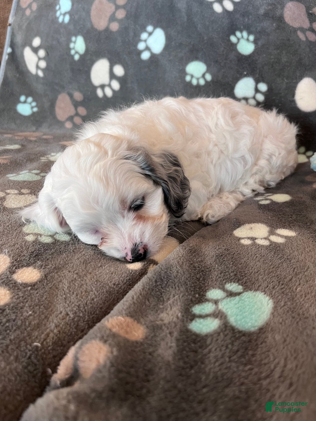 Cockapoo dogs for sale: Cockapoo Puppy 5 - Ad 7