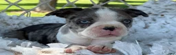 Boston Terrier dogs for sale: Mister - Ad 9