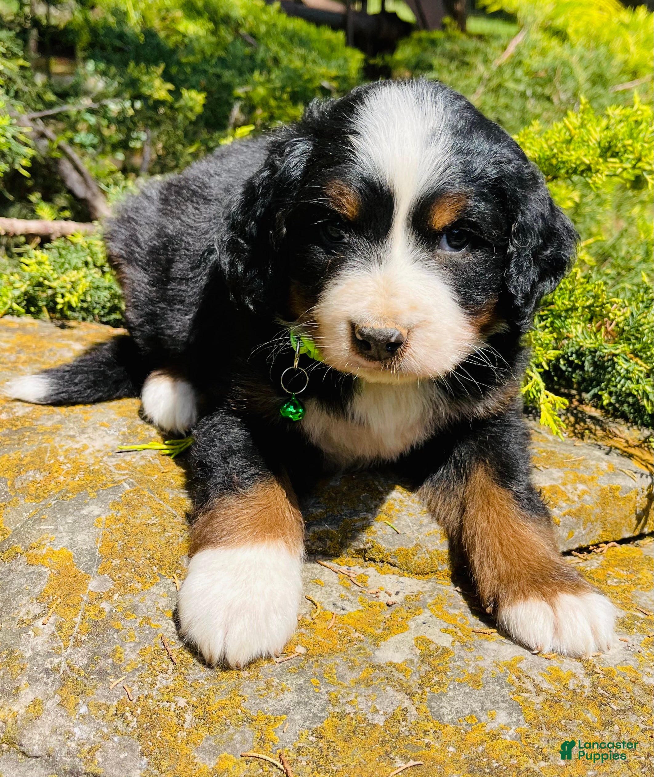 Bernedoodle dogs Whiskey “ Ultra Bernedoodle “ - Ad 37