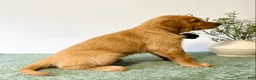 Golden Retriever dogs for sale: Rusty - Ad 5