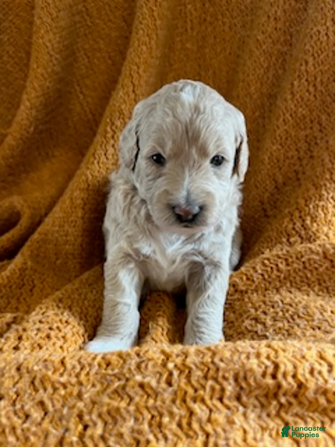 Mini Goldendoodle dogs for sale: Maverick - Ad 6