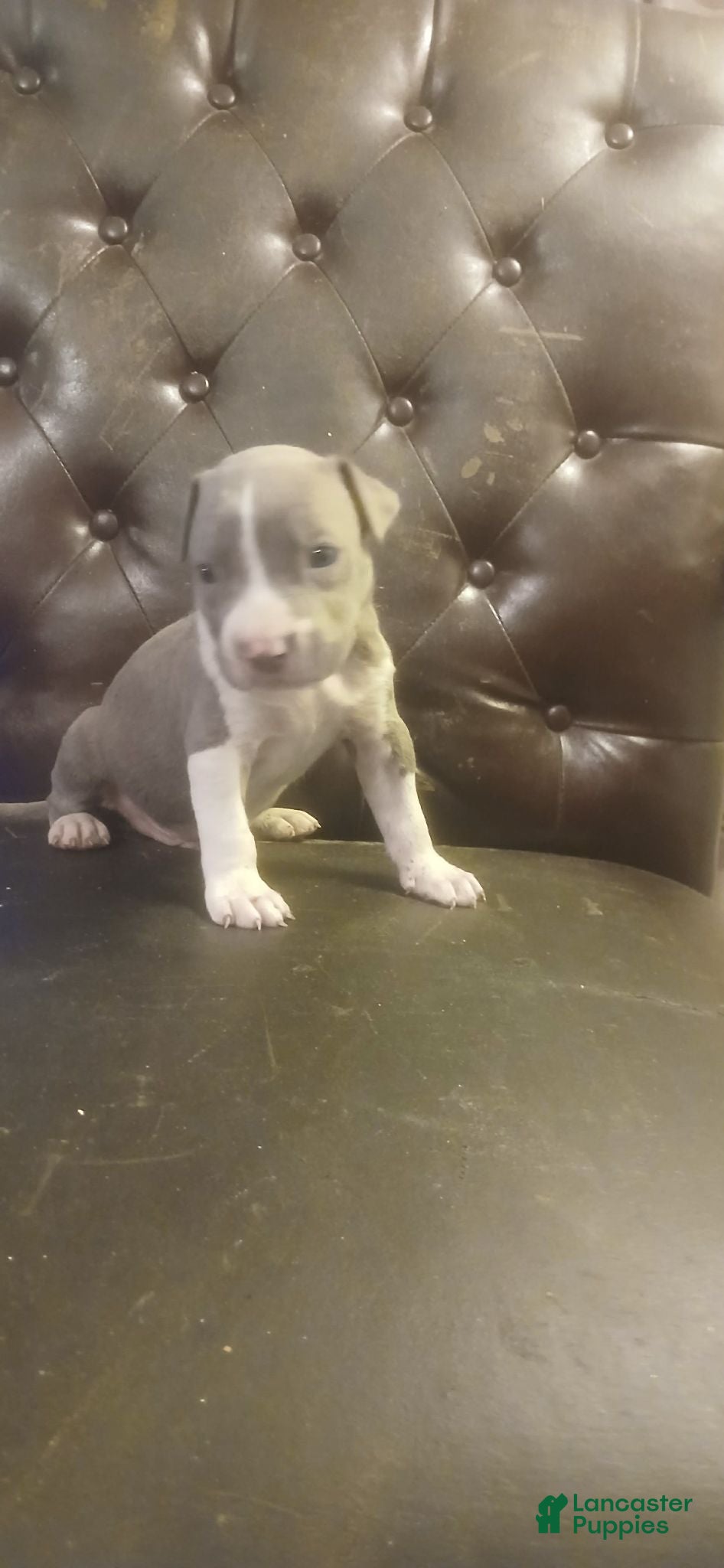 Mixed Breed dogs American pitbull  - Ad 33