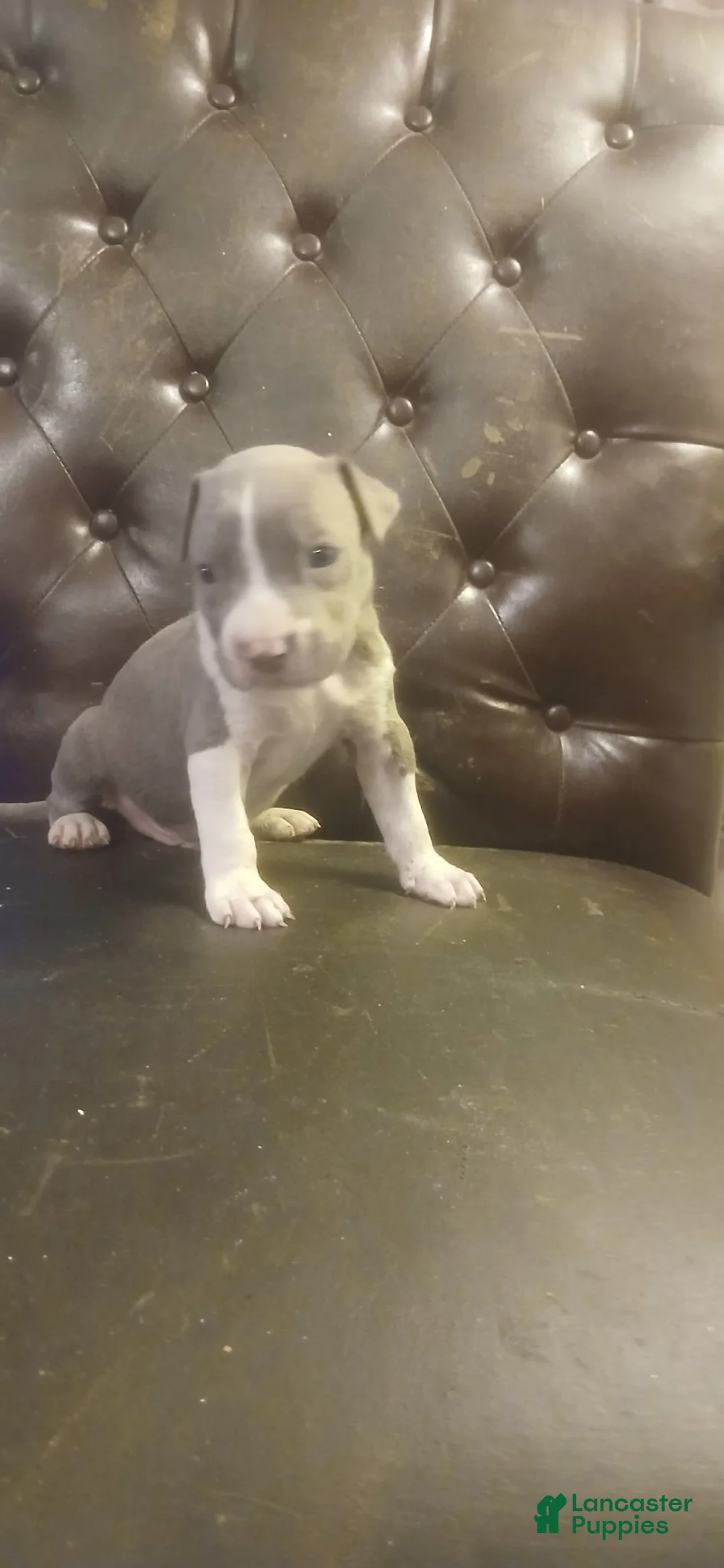 Mixed Breed dogs for sale: American pitbull  - Ad 1