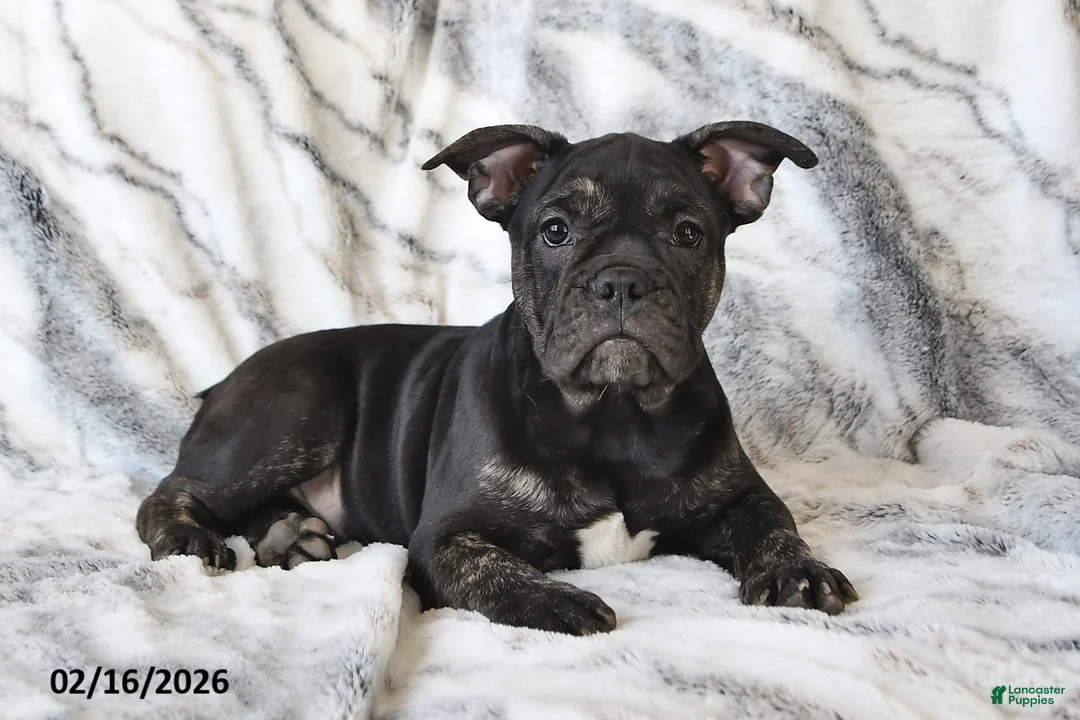 Mixed Breed dogs for sale: Nick - Ad 4