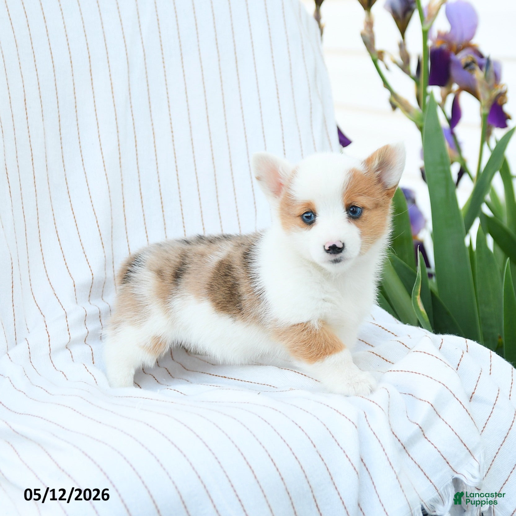 Welsh Corgi Pembroke dogs Charolette - Ad 1