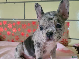 Frenchton dogs Spotti - Ad 4