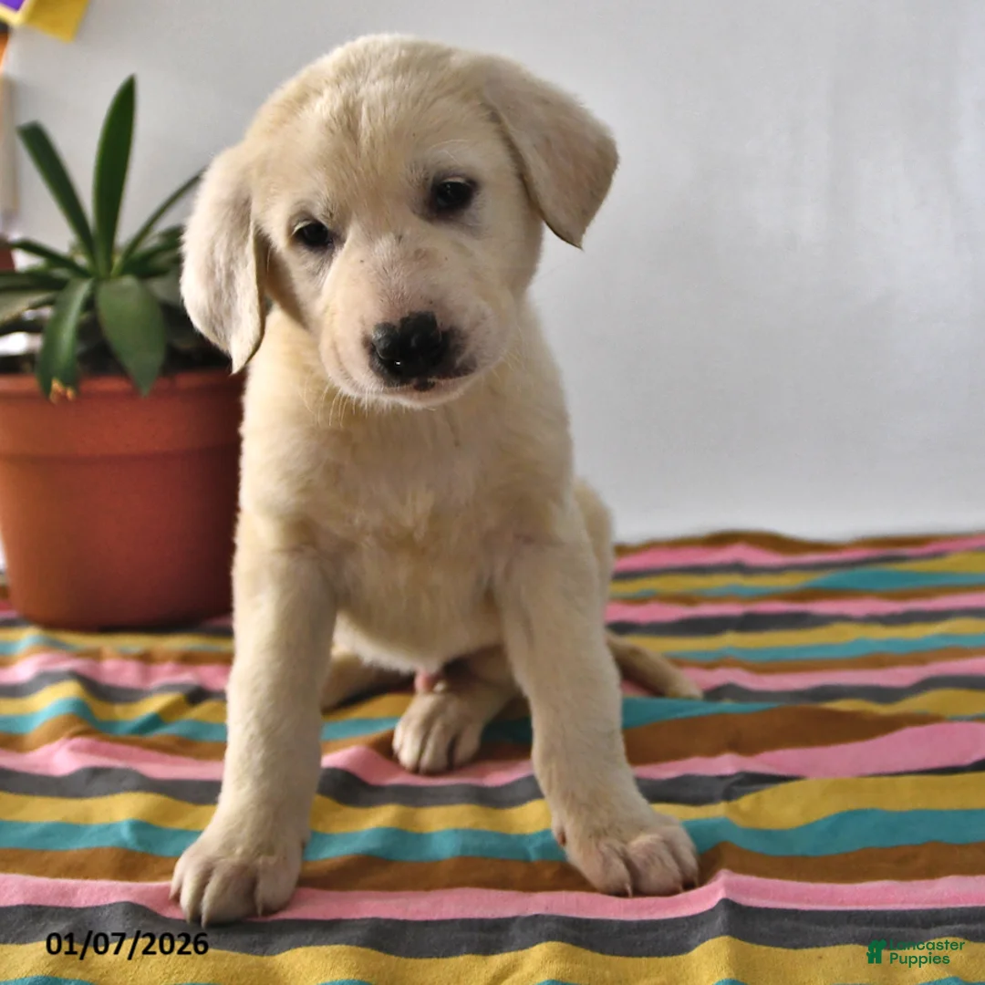 Mixed Breed dogs for sale: Buster - Ad 2